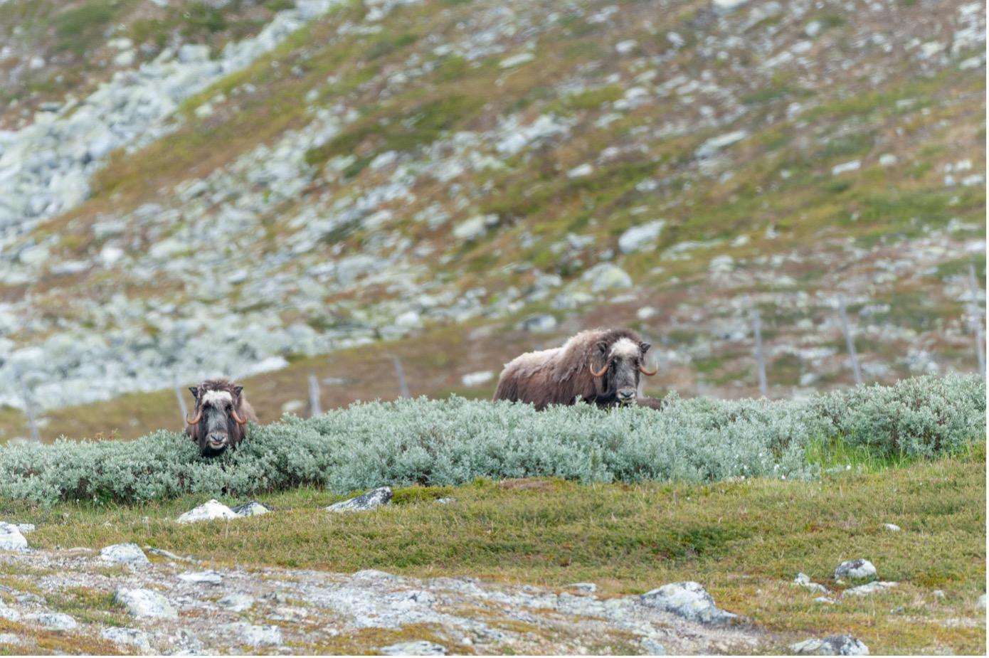 Musk ox in the wild.