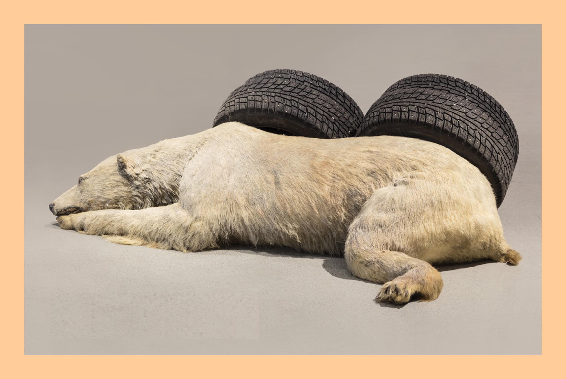 A polar bear sleeping next to car tires.