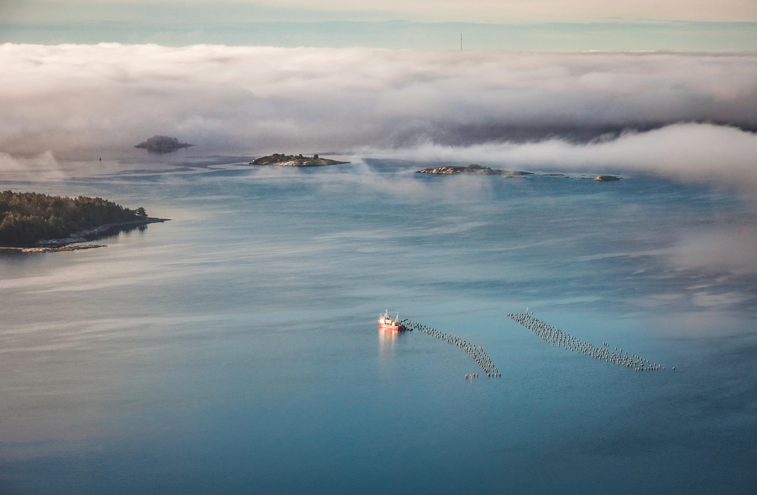 Clam farming