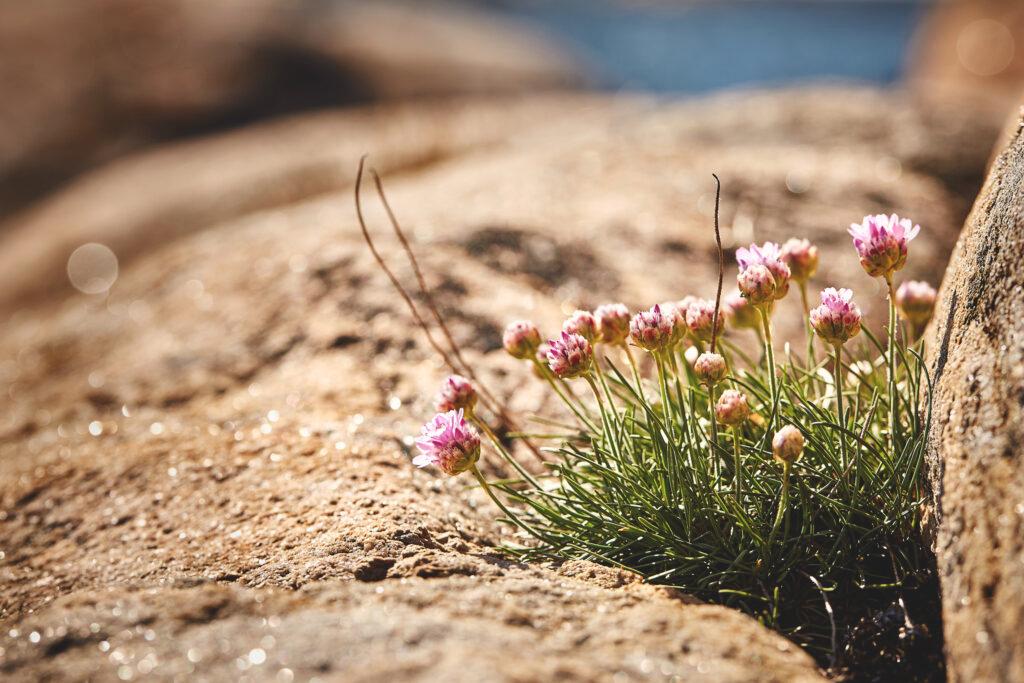 Flowers in the archipelago