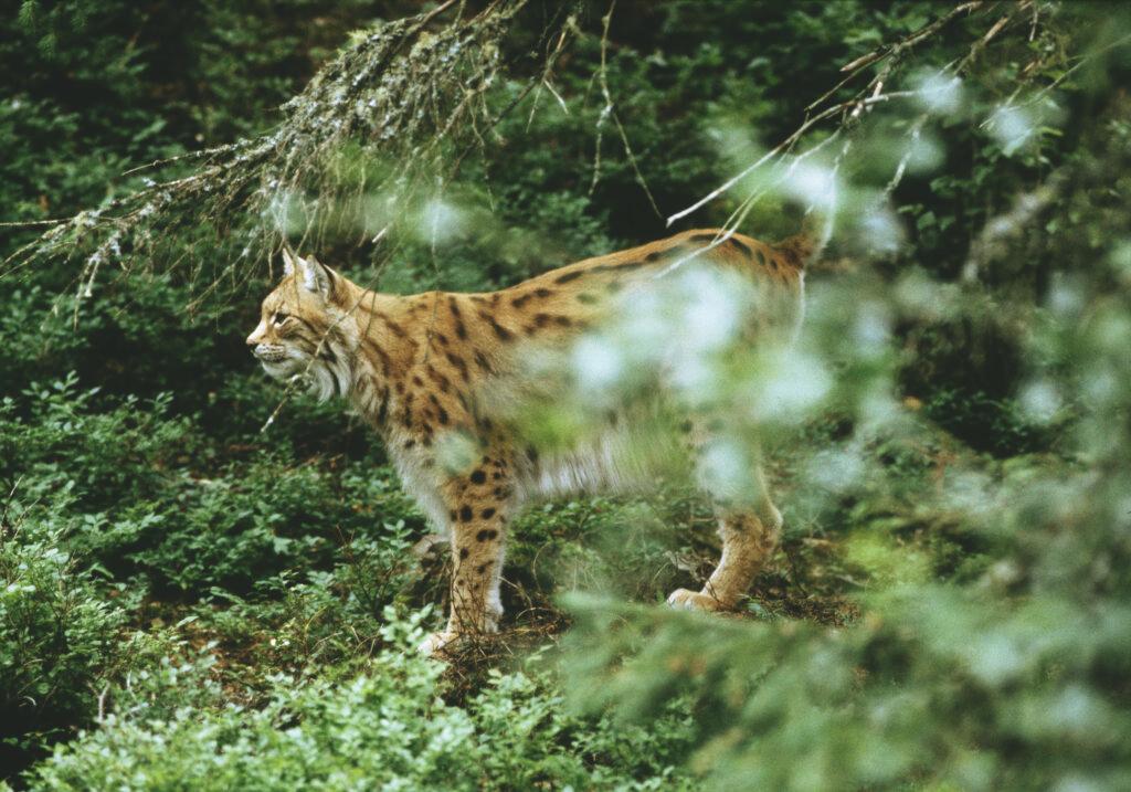Lynx
