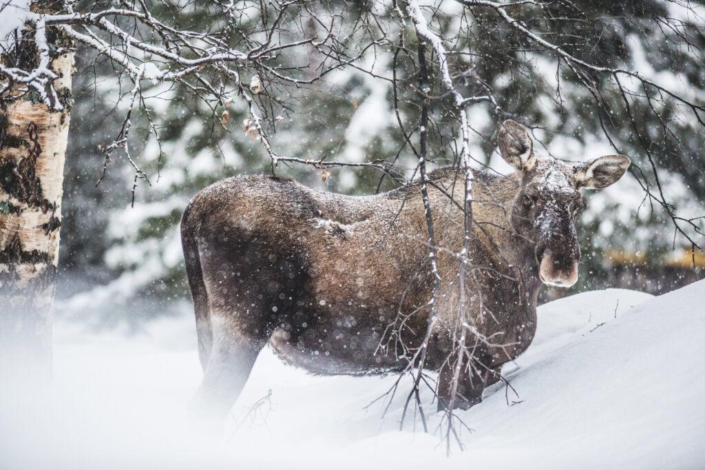 Moose
