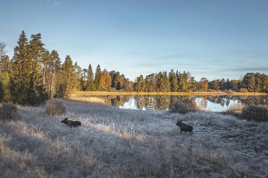 Moose in a winter landscape.