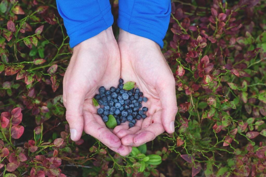 Two cupped hands holding blueberries above the ground in a forest.
