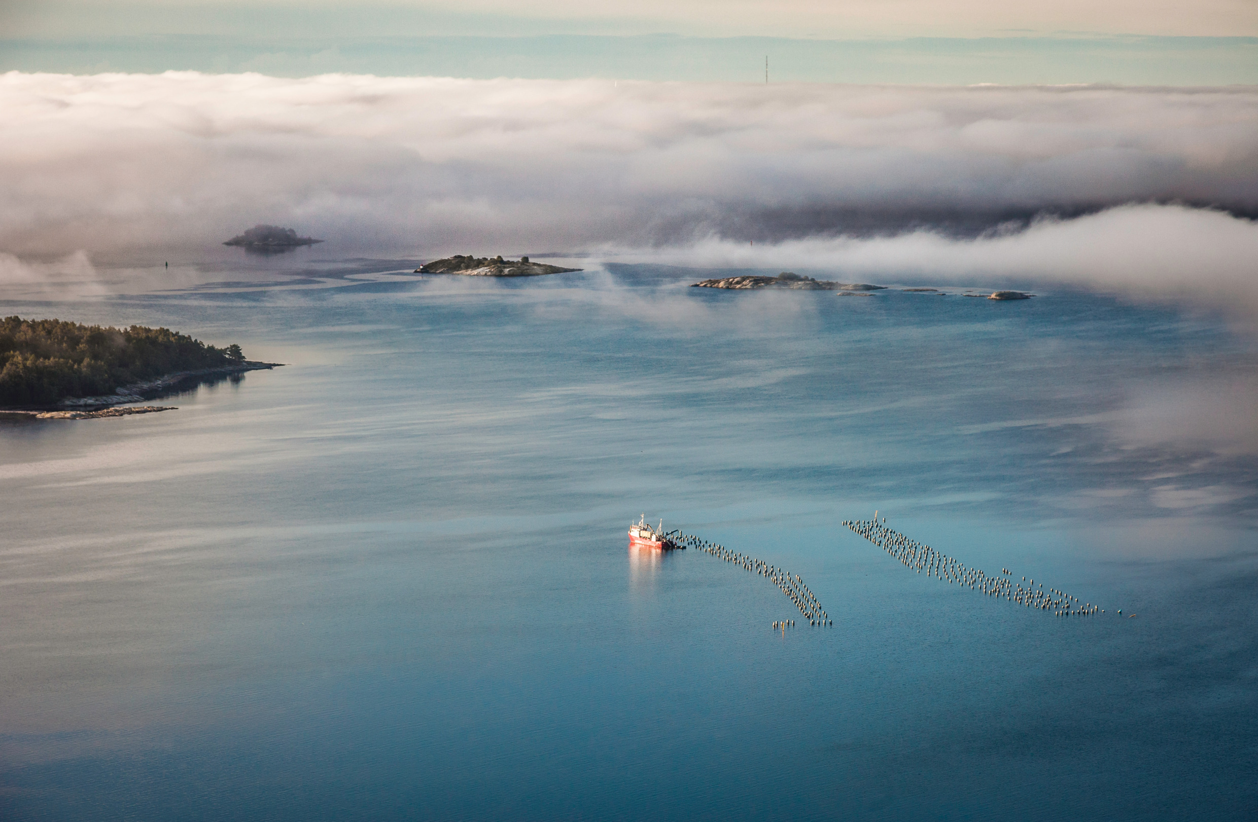 Clam farming